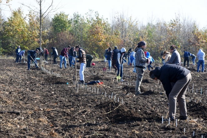 5.000 de puieţi de stejar brumăriu plantați în baza experimentală de la Bărăgan – Jegălia