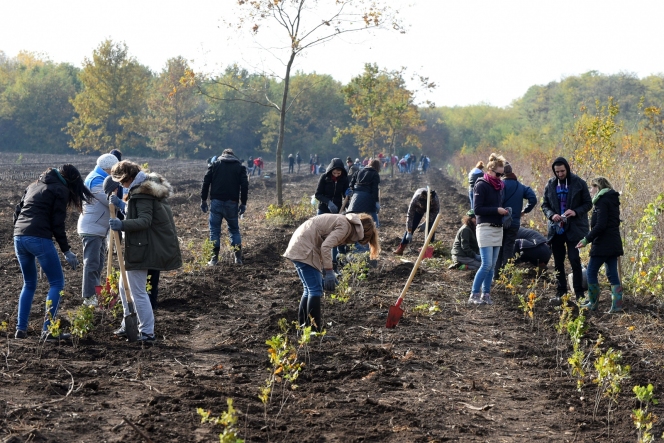 5.000 de puieţi de stejar brumăriu plantați în baza experimentală de la Bărăgan – Jegălia