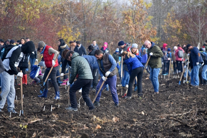 Din 5 noiembrie 2016, în Bărăgan - Jegălia crește „Pădurea oamenilor întreprizători”, plantată de voluntari ai Asociaţiei MaiMultVerde, cu sprijinul Băncii Transilvania
