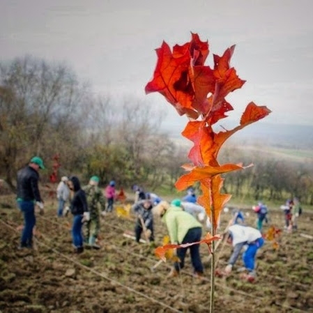 Acţiunea de împădurire organizată de „Plantăm fapte bune în România” se amână până în data de 19 noiembrie