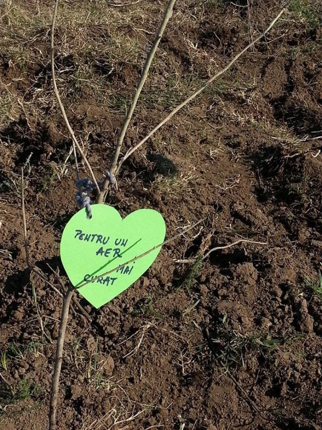 6.300 de puieti plantati de ViitorPlus prin activitati de voluntariat