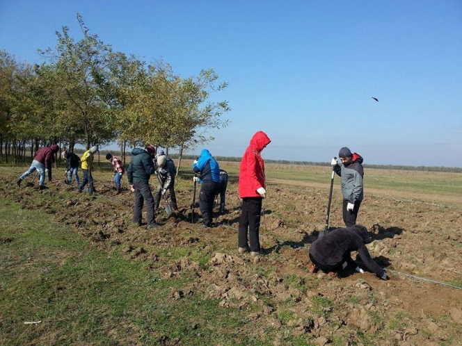 6.300 de puieti plantati de ViitorPlus prin activitati de voluntariat