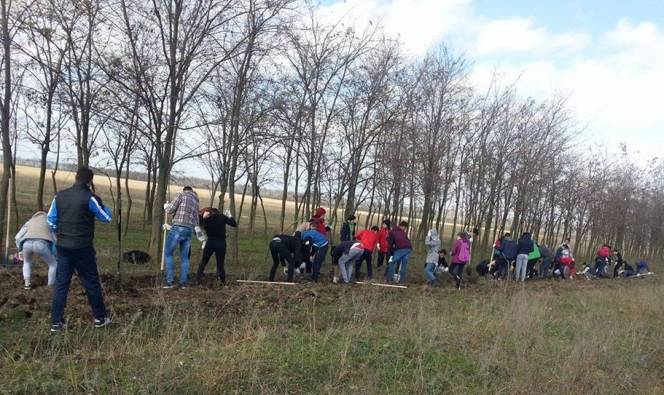 6.300 de puieti plantati de ViitorPlus prin activitati de voluntariat