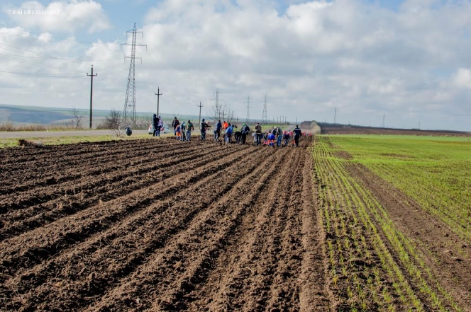 Perdelele forestiere – bariere împotriva viscolului