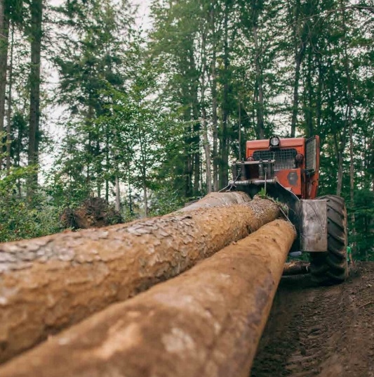 Raport Greenpeace România: 42% din tăierile ilegale depistate în 2016 au fost semnalate de cetățeni