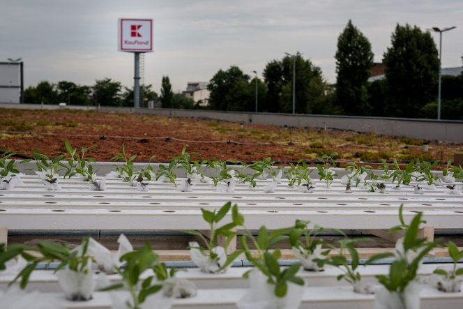 Kaufland România își transformă acoperișurile, parcările și exteriorul magazinelor în grădini urbane pentru comunitate