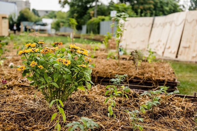 Kaufland România își transformă acoperișurile, parcările și exteriorul magazinelor în grădini urbane pentru comunitate