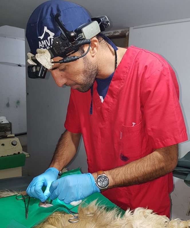 428 de animale sterilizate gratuit în campania derulată de EDUXANIMA în Argeş