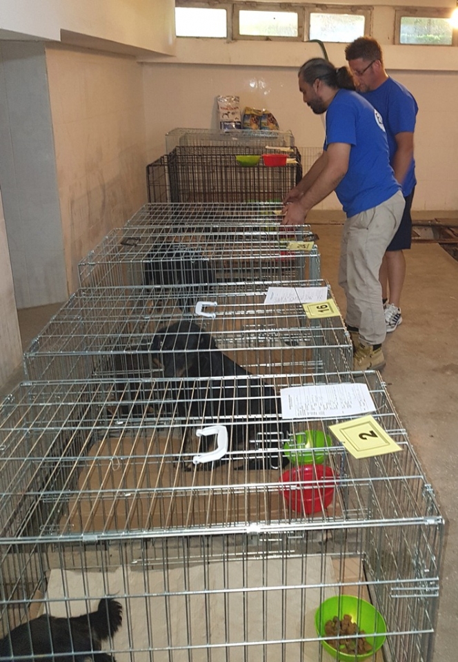 428 de animale sterilizate gratuit în campania derulată de EDUXANIMA în Argeş
