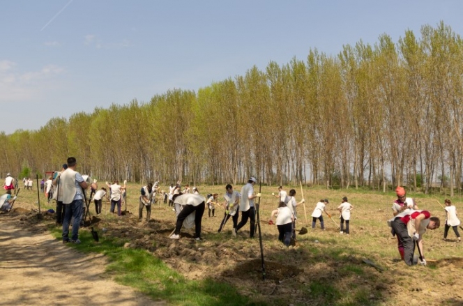 4 hectare noi de perdele forestiere plantate de ViitorPlus