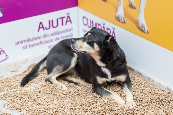 Ajută animalele din adăposturi! // Campanie de responsabilitate socială organizată de MARS România