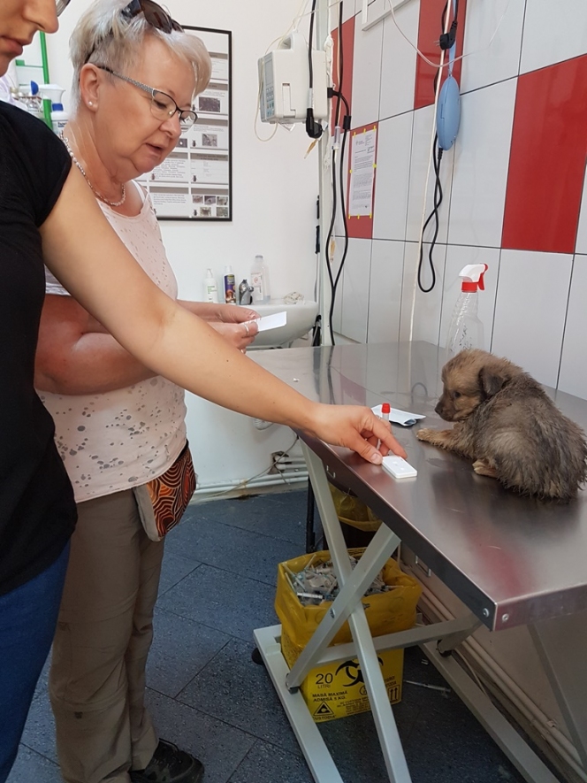 291 animale sterilizate în campania organizată la Mioveni