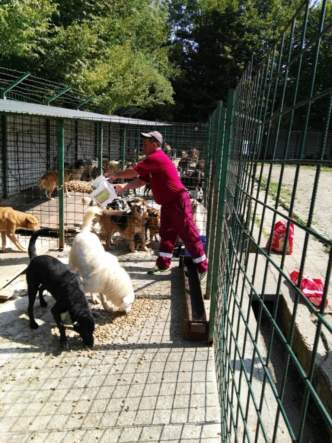 291 animale sterilizate în campania organizată la Mioveni