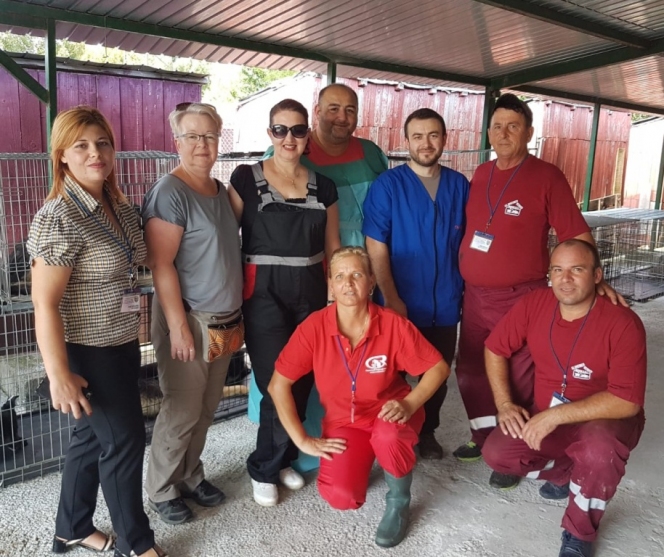 291 animale sterilizate în campania organizată la Mioveni
