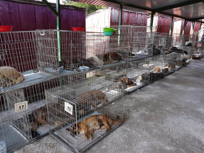 291 animale sterilizate în campania organizată la Mioveni