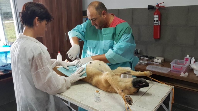 291 animale sterilizate în campania organizată la Mioveni
