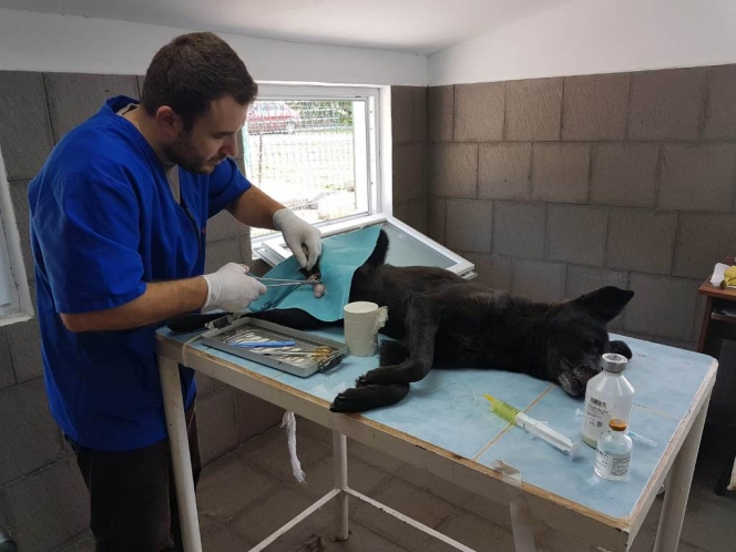 291 animale sterilizate în campania organizată la Mioveni