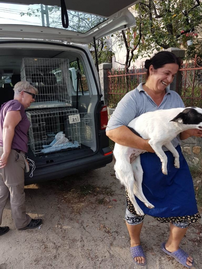 291 animale sterilizate în campania organizată la Mioveni