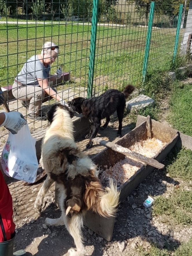 291 animale sterilizate în campania organizată la Mioveni