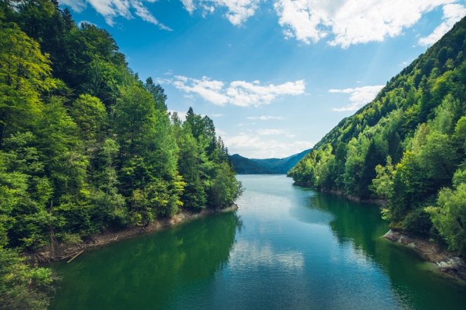 Greenpeace România lansează Forest Guardians, aplicația de mobil prin care poți salva pădurile de tăieri ilegale