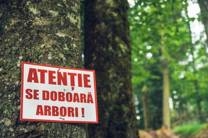 Peste 2.300 de cetățeni stau cu ochii pe pădurile virgine din România