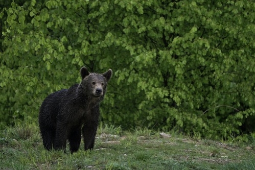 Se pun bazele primei echipe de intervenție rapidă pentru gestionarea conflictelor om-animale sălbatice