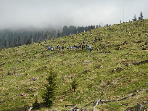 O nouă pădure de peste 100 de hectare, în munții Făgăraș și Leaota