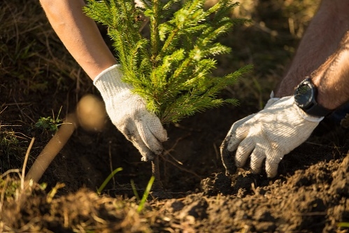 Plantăm fapte bune în România – număram puieții plantați cu gândul la voluntarii care ne susțin de la distanță