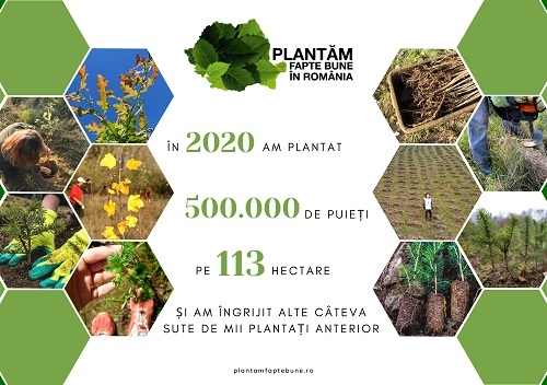 În 2020 am plantat jumătate de milion de puieți - povestea merge mai departe