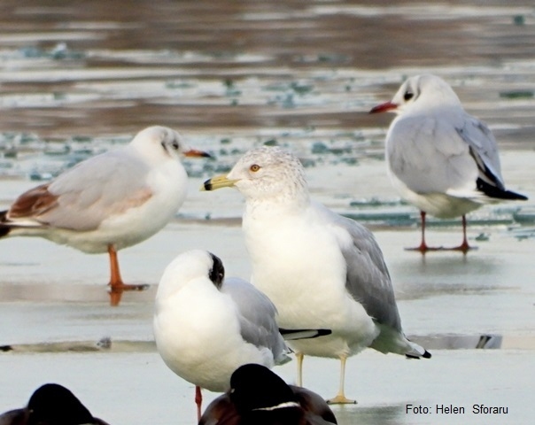 Specie nouă în avifauna din România - pescăruș sur mare