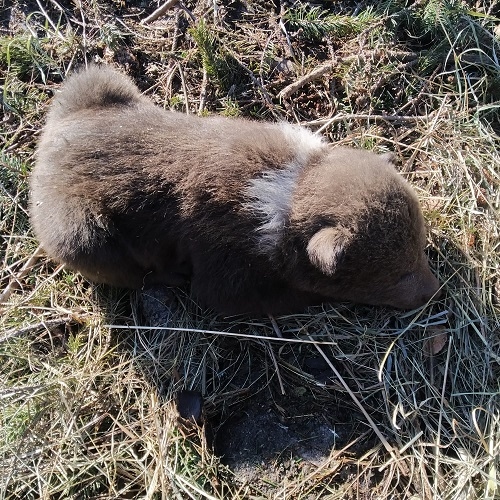 Povestea din spatele salvării ursulețului din munții Făgăraș (Lerești, AG)