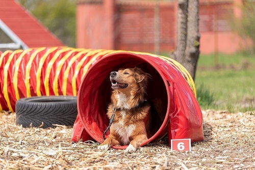 Un teren de antrenament dedicat câinilor utilitari a fost amenajat în București pe o suprafață de 7000 mp