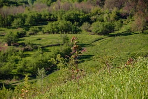 Plantăm fapte bune în România crește suprafața împădurită a țării