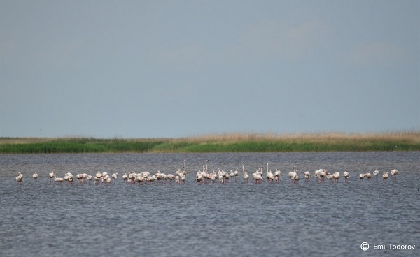Păsările flamingo au venit și în 2021 în România. Și, din nou, le-am alungat