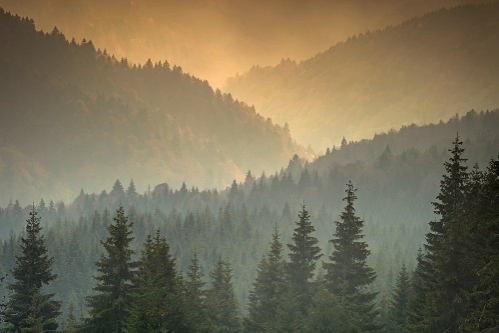 Fundația Conservation Carpathia și eMAG își unesc forțele pentru protejarea Munților Făgăraș