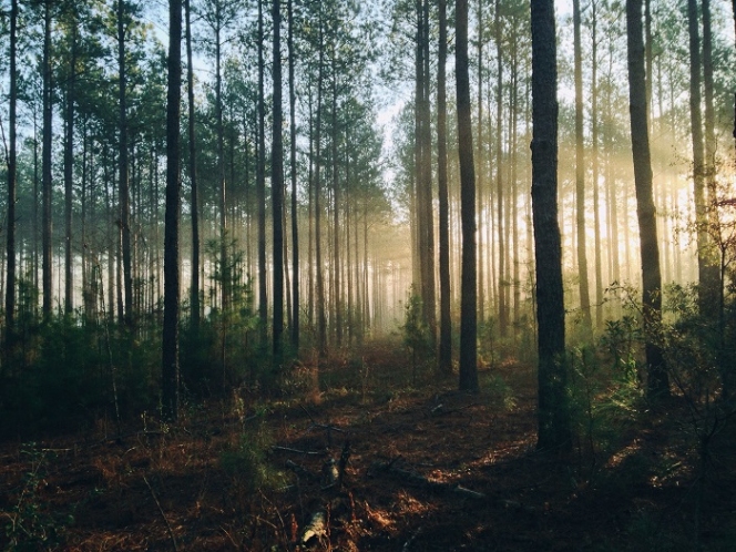 Încă un eșec al statului român - Tăierile ilegale de păduri fac noi victime
