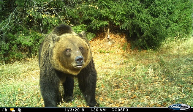 Conservation Carpathia a realizat în premieră în România, un recensământ al urșilor bruni