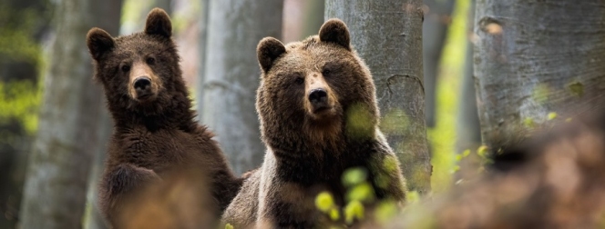 BEAR RIGHT: apel inedit pentru un nou sanctuar al urșilor în România