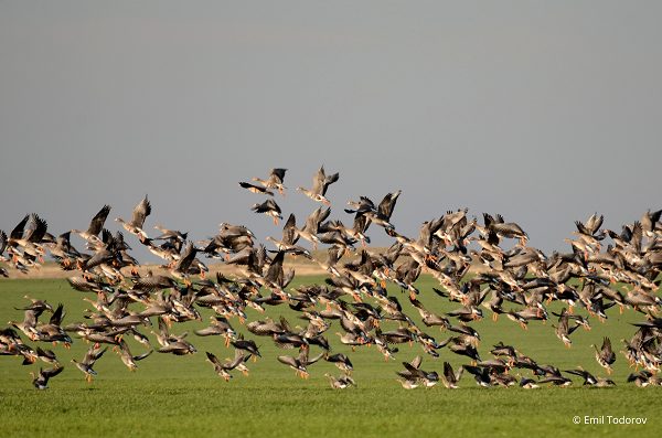 Zeci de specii de păsări amenințate de noua Lege a vânătorii