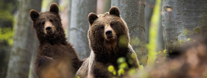 Bear Right: dreptul urșilor de a fi plătiți pentru imaginea lor