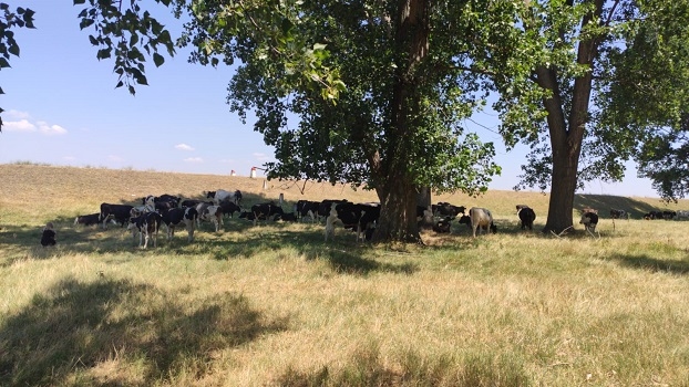 Peste 220 de gospodari români practică agricultură regenerativă la Zimnicea