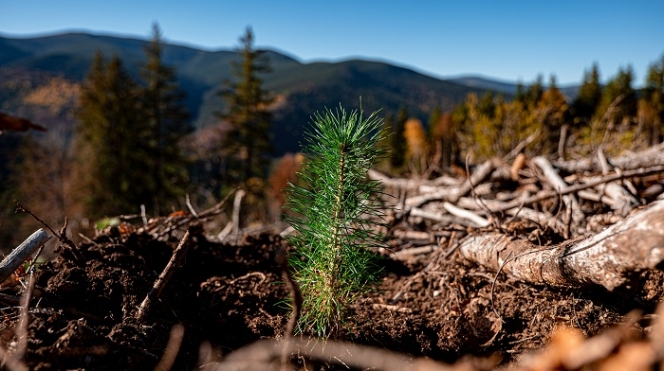220.000 de puieți plantați de un ONG în toamna acestui an vor deveni păduri
