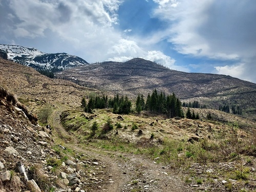 100 de hectare tăiate în Munții Făgăraș, vor fi refăcute de către Fundația Conservation Carpathia, prin plantarea a 435.000 de puieți