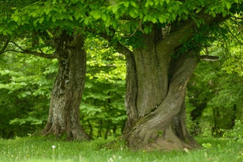 Primul demers al comunității de afaceri din România pentru mediu: eMAG, Green Tech și Fundația Conservation Carpathia lansează Angajamentul pentru Mediu