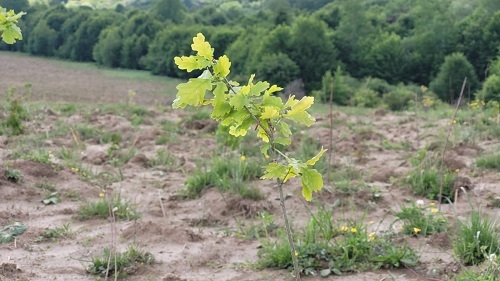 Plantăm fapte bune în România –  445.000 de puieți plantați în sezonul de primăvară