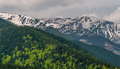 Munții Făgăras s-au îmbogățit în iulie cu alți 3 pui de zimbru, iar sistemul de monitorizare oferit de National Geographic ne ajută să urmărim evoluția turmei