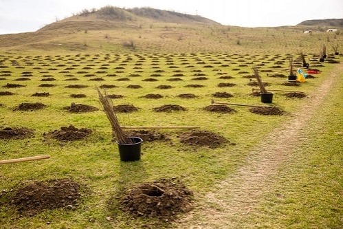 377.000 de puieți forestieri plantați  cu ajutorul societății civile în primăvara lui 2023