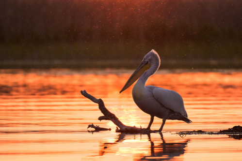 10 filme documentare despre natură, prezentate în premieră la LYNX festival! Cineaștii de renume mondial Vincent Munier, Martin Dohrn, Toby Nowlan, Lianne Steenkamp și Will Steenkamp, invitați speciali la discuțiile cu publicul de la Brașov!