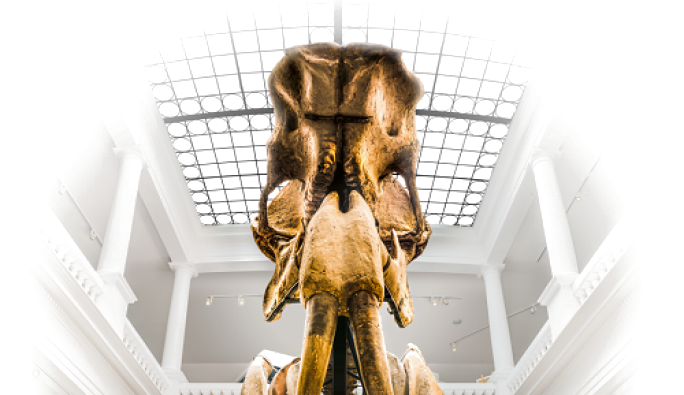 Muzeul Antipa celebrează Ziua Culturii Naționale cu intrare gratuită la expoziția de tarantule vii și treasure hunt-ul „Poezia Naturii”