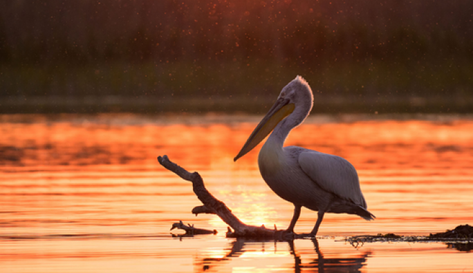 10 filme documentare despre natură, prezentate în premieră la LYNX festival! Cineaștii de renume mondial Vincent Munier, Martin Dohrn, Toby Nowlan, Lianne Steenkamp și Will Steenkamp, invitați speciali la discuțiile cu publicul de la Brașov!